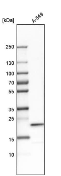 LAMTOR1 Antibody, Novus Biologicals:Antibodies:Primary Antibodies