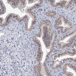 Eva-1 Homolog C Antibody, Novus Biologicals 0.1mL; Unlabeled:Antibodies,