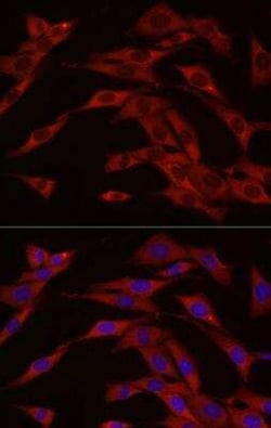 cGAS Rabbit anti-Human, Mouse, Rat, Polyclonal, Novus Biologicals:Antikörper:Primärantikörper