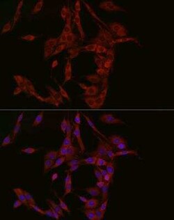 cGAS Rabbit anti-Human, Mouse, Rat, Polyclonal, Novus Biologicals:Antikörper:Primärantikörper