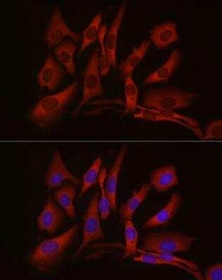 cGAS Rabbit anti-Human, Mouse, Rat, Polyclonal, Novus Biologicals:Antikörper:Primärantikörper