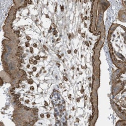 cGAS Antibody, Novus Biologicals 0.1mL; Unlabeled:Antibodies, Polyclonal