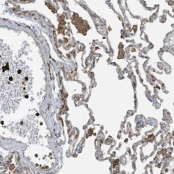 cGAS Antibody, Novus Biologicals 0.1mL; Unlabeled:Antibodies, Polyclonal