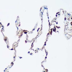 cGAS Rabbit anti-Human, Mouse, Rat, Polyclonal, Novus Biologicals:Antibodies:Primary