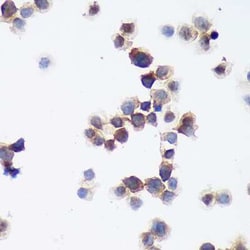 cGAS Rabbit anti-Human, Mouse, Rat, Polyclonal, Novus Biologicals:Antibodies:Primary