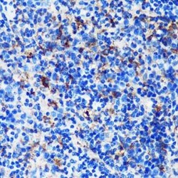 cGAS Rabbit anti-Human, Mouse, Rat, Polyclonal, Novus Biologicals:Antibodies:Primary