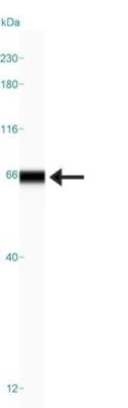 cGAS Antibody, Novus Biologicals 0.1mL; Unlabeled:Antibodies, Polyclonal