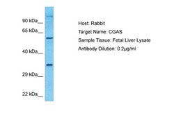 cGAS Antibody, Novus Biologicals 0.05mg; Unlabeled:Antibodies, Polyclonal