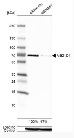 cGAS Antibody, Novus Biologicals 0.1mL; Unlabeled:Antibodies, Polyclonal