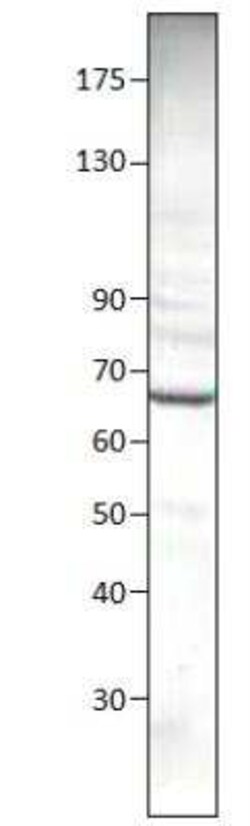 cGAS Antibody, Novus Biologicals 100 &mu;g; Unconjugated:Antibodies, Polyclonal