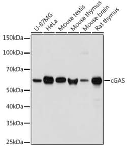 cGAS Rabbit anti-Human, Mouse, Rat, Polyclonal, Novus Biologicals:Antibodies:Primary