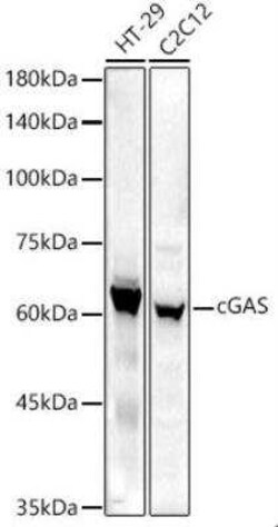 cGAS Rabbit anti-Human, Mouse, Rat, Polyclonal, Novus Biologicals:Antikörper:Primärantikörper