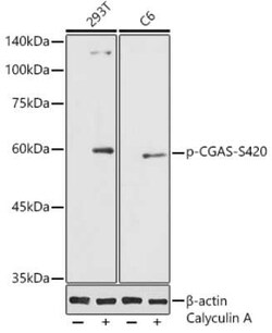 cGAS Rabbit anti-Human, Rat, Polyclonal, Novus Biologicals 100 &mu;g | Buy Online | Novus Biologicals | Fisher Scientific