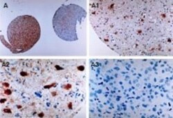 cIAP-1/HIAP-2 Antibody, Novus Biologicals 0.05mL; Unlabeled:Antibodies,