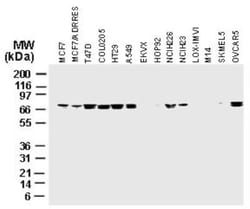 cIAP-1/HIAP-2 Antibody, Novus Biologicals 0.05mL; Unlabeled:Antibodies,