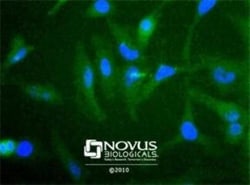cIAP-2/HIAP-1 Antibody - BSA Free, Novus Biologicals:Antibodies:Primary