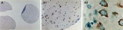cIAP-2/HIAP-1 Antibody, Novus Biologicals 0.05mL; Unlabeled:Antibodies,