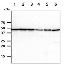 cleavage stimulation factor Antibody (10E11) - BSA Free, Novus Biologicals