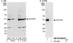 cleavage stimulation factor Antibody, Novus Biologicals 100 &mu;L | Buy Online | Novus Biologicals | Fisher Scientific