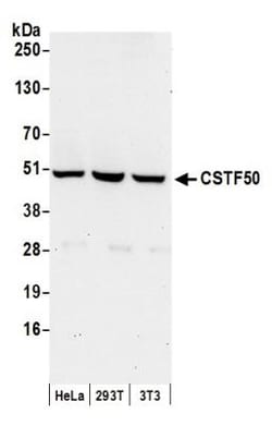 cleavage stimulation factor Antibody, Novus Biologicals 100 &mu;L | Buy Online | Novus Biologicals | Fisher Scientific