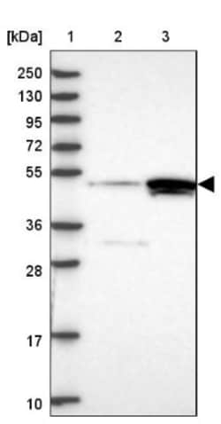 cleavage stimulation factor Antibody, Novus Biologicals:Antibodies:Primary