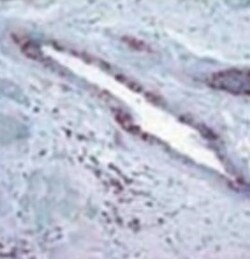 RB1 Antibody (172C1094) - (cleaved), Novus Biologicals 0.1mg; Unlabeled:Antibodies,