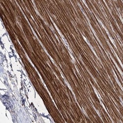 coiled-coil domain containing 53 Antibody, Novus Biologicals 0.1mL; Unlabeled:Antibodies,