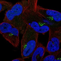 cyclin-I2 Antibody, Novus Biologicals 0.1mL; Unlabeled:Antibodies, Polyclonal