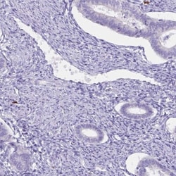 cystatin 11 Antibody, Novus Biologicals 25 &mu;L, Unlabeled:Antibodies,