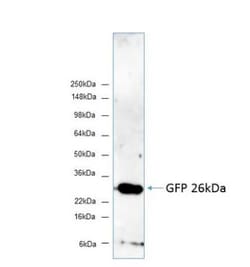 GFP Antibody, Novus Biologicals 0.1mg; Unlabeled:Antibodies, Polyclonal
