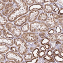 eIF4EBP2 Antibody, Novus Biologicals 0.1 mL | Buy Online | Novus Biologicals | Fisher Scientific