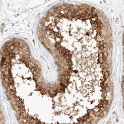 eIF4GII Antibody, Novus Biologicals 25 &mu;L; Unlabeled:Antibodies, Polyclonal