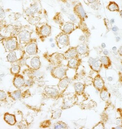 eIF4H Antibody, Novus Biologicals 0.1mL; Unlabeled:Antibodies, Polyclonal