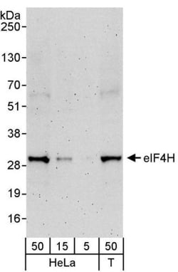eIF4H Antibody, Novus Biologicals 0.1mL; Unlabeled:Antibodies, Polyclonal