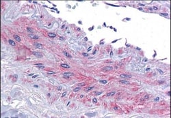 eIF5A Antibody, Novus Biologicals 0.1mg; Unlabeled:Antibodies, Polyclonal