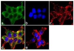 epithelial Sodium Channel alpha Antibody, Novus Biologicals 0.1mg; Unlabeled:Antibodies,