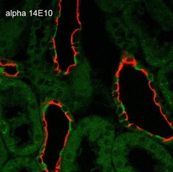 epithelial Sodium Channel beta Antibody (14E10), Novus Biologicals 25 &mu;g;