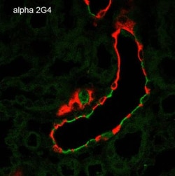 epithelial Sodium Channel alpha Antibody (2G4), Novus Biologicals:Antibodies:Primary