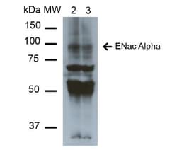 epithelial Sodium Channel alpha Antibody (2G4), Novus Biologicals:Antibodies:Primary