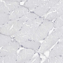 espin Antibody, Novus Biologicals 25 &mu;L | Buy Online | Novus Biologicals | Fisher Scientific