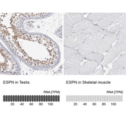 espin Antibody, Novus Biologicals 25 &mu;L | Buy Online | Novus Biologicals | Fisher Scientific
