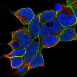 gamma Adducin Antibody, Novus Biologicals 25 &mu;L, Unlabeled:Antibodies,