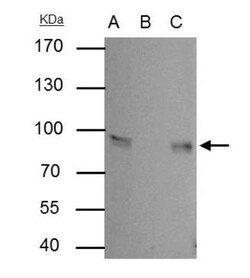 gamma Catenin Antibody, Novus Biologicals 0.1mL; Unlabeled:Antibodies,