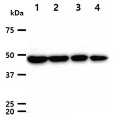 gamma Tubulin Mouse anti-Hamster, Human, Clone: 9D6, Novus Biologicals