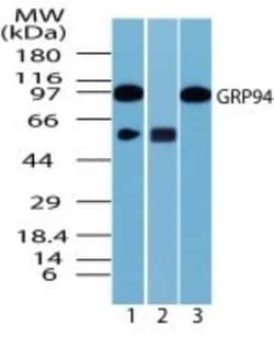 gp96/HSP90B1/GRP94 Antibody, Novus Biologicals 0.1mg; Unlabeled:Antibodies,