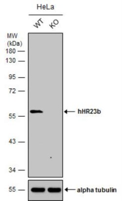 hHR23b Antibody, Novus Biologicals 0.1mL; Unlabeled:Antibodies, Polyclonal