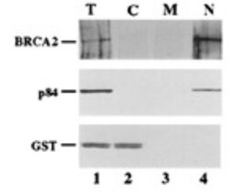 hHpr1-p84-Thoc1 Antibody (5E10), Novus Biologicals 0.1mg; Unlabeled:Antibodies,