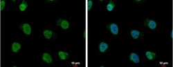 hnRNP AB Antibody, Novus Biologicals 0.1mL; Unlabeled:Antibodies, Polyclonal