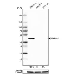 hnRNP C1 + C2 Antibody (CL2593), Novus Biologicals 0.1mL; Unlabeled:Antibodies,