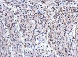 hnRNP F Antibody, Novus Biologicals 0.1mL; Unlabeled:Antibodies, Polyclonal